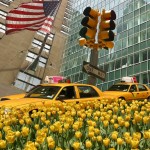 Karel_NewYork_YellowTulip